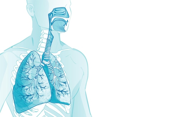 Plik wektorowy 3d wektor ludzkiego układu oddechowego pęcherzyki płucne wewnątrz krtani anatomia przepustnicy nosa części ciała człowieka ilustracja anatomii utopionej dłoni