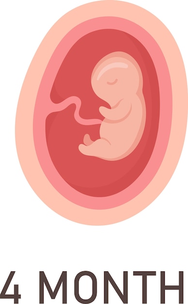 Plik wektorowy 4-miesięczny ludzki zarodek w łonie matki