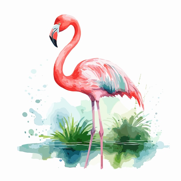 Akwarel Flamingo Ilustracja Wektorowa Rysunek Ptaka