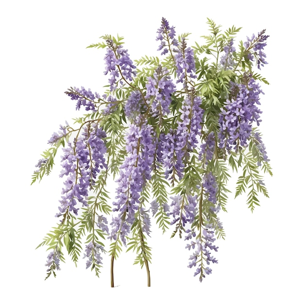 Plik wektorowy akwarel kentucky wisteria macrostachya clipart edytowalne białe tło