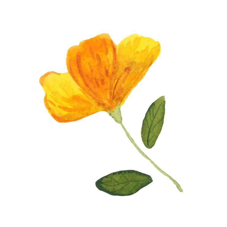 Akwarel pojedynczy kwiat ręcznie narysowany Ilustracja botaniczna Ręcznie narysowana roślina dekoracyjna