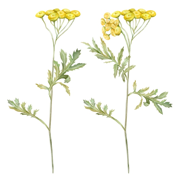 Plik wektorowy akwarel powszechny tansy żółte kwiaty polne ręcznie narysowana ilustracja izolowana na białym tle bundle botaniczne lecznicze dzikie kwiaty klipart elementy do projektowania