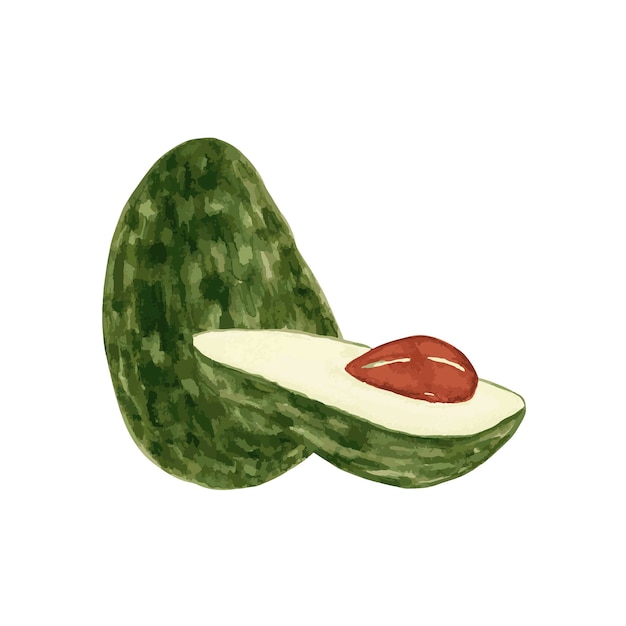 Plik wektorowy akwarela avacado fruit set botaniczne ilustracje akwarela kolekcja handdrawn kwiatów