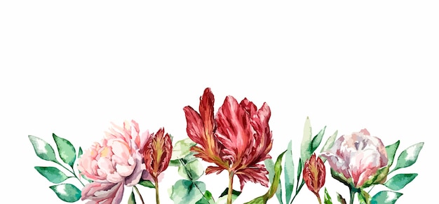 Plik wektorowy akwarela botaniczny kwiatowy ilustracja wiosna rośliny ogrodowe kwiaty na białym tle piwonia tuli