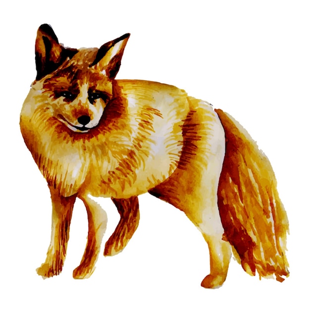 Akwarela Fox