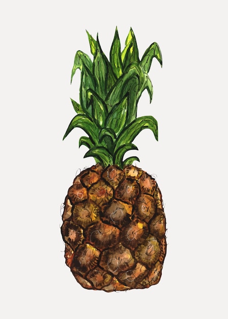 Akwarela Ilustracja Ananas