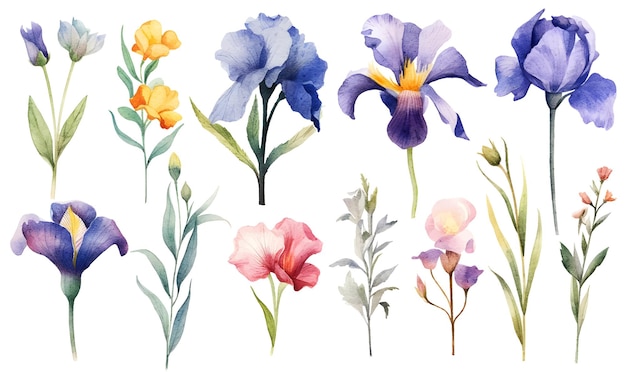 Plik wektorowy akwarela ilustracja botaniczna kwiatowy irys