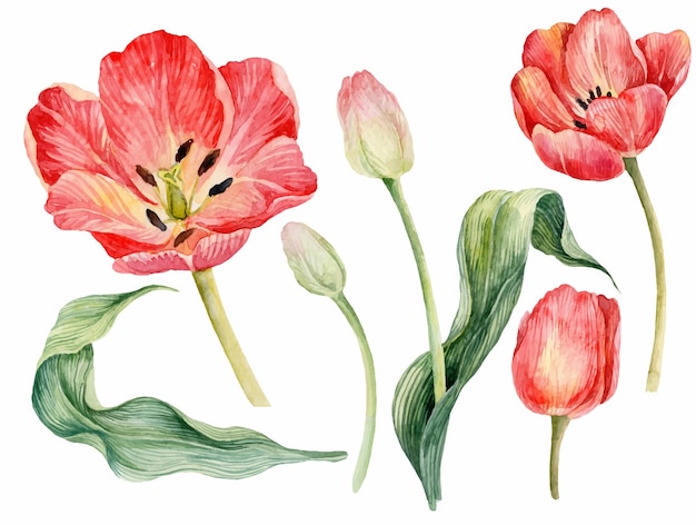 Akwarela Ilustracja Bukiet Czerwonych Tulipanów Na Białym Tle Zestaw Akwarela Czerwone Tulipany Tło Do Druku Kart ślubnych Na 8 Marca Lub Zaproszenia Wielkanocne