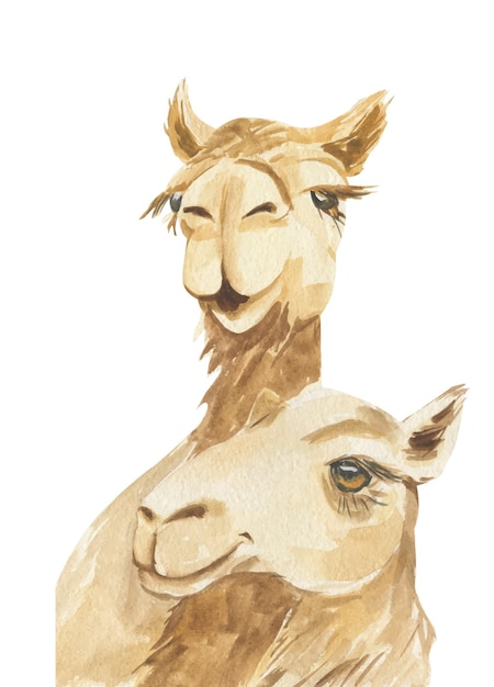 Plik wektorowy akwarela ilustracja dwóch głów wielbłądów