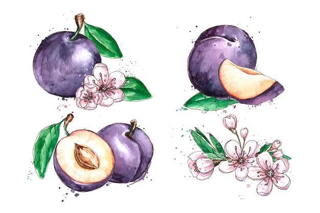 Akwarela Ilustracja Owoce I Kwiaty śliwki