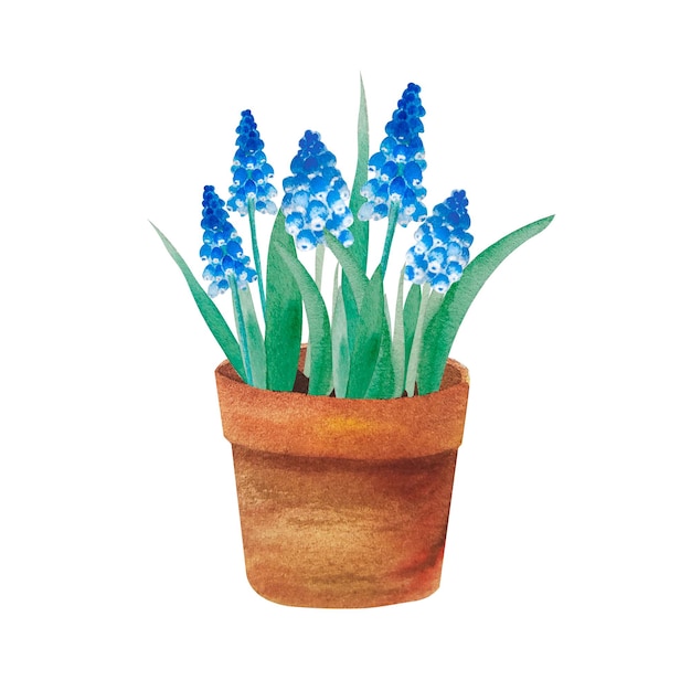 Plik wektorowy akwarela ilustracja wiosennych niebieskich kwiatów muscari w doniczce z terakoty