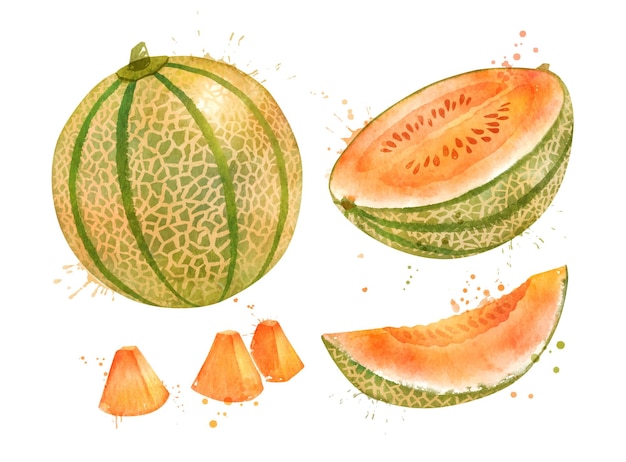 Akwarela Ilustracja Zestaw Melon Kantalupa