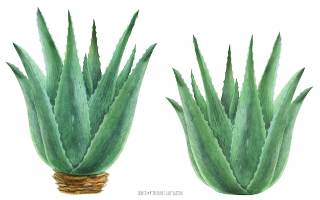 Akwarela Ilustracji Botanicznych Aloe Vera Busha