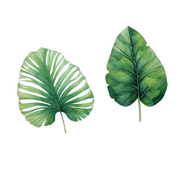 Plik wektorowy akwarela ilustracji wektorowych tropikalnych liści