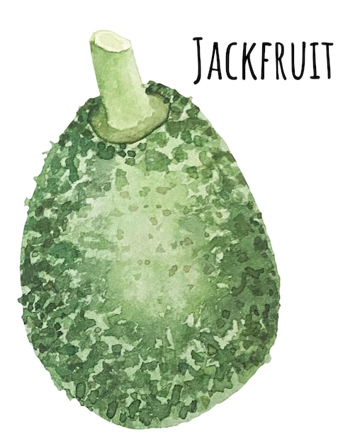 Akwarela Jackfruit. Ilustracja Drzewa Jacka. Azjatyckie Egzotyczne Jedzenie.