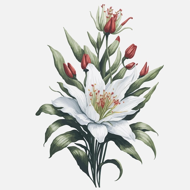 Akwarela Kanada Lilia Clipart Kwiatowy Bukiet Wektor
