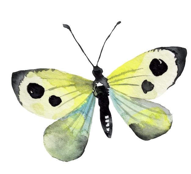 Akwarela Kolorowy Motyl Lepidoptera Ilustracja