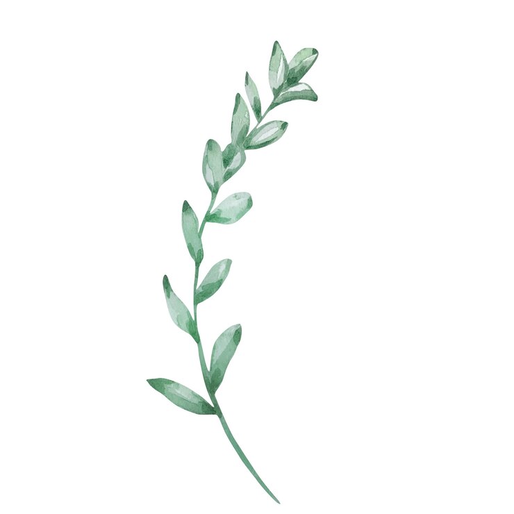 Akwarela kwiaty delikatna ilustracja botaniczna do kart projektowych i zaproszeń