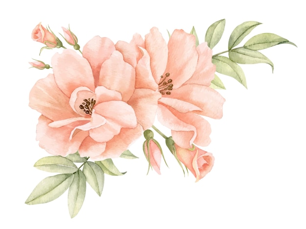 Akwarela Kwiaty róży w pastelowych brzoskwiniowych kolorach Ręcznie rysowana ilustracja kwiatowa na zaproszenia ślubne lub kartki z życzeniami na odosobnionym tle Narożna kompozycja botaniczna z zielonymi liśćmi