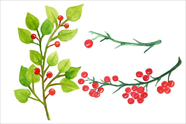 Plik wektorowy akwarela oliwki, dzikie jagody, gałęzie z jagodami. dekoracja kartek ślubnych. dzikie jagody sztuki.