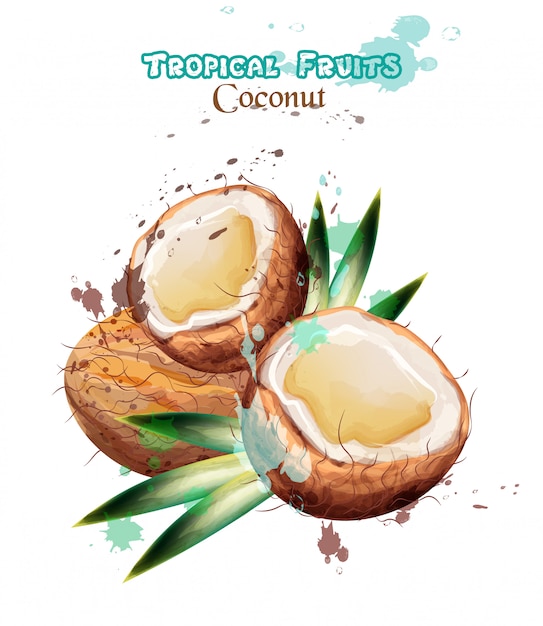 Akwarela owoce kokosowe