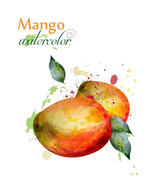 Plik wektorowy akwarela owoców mango