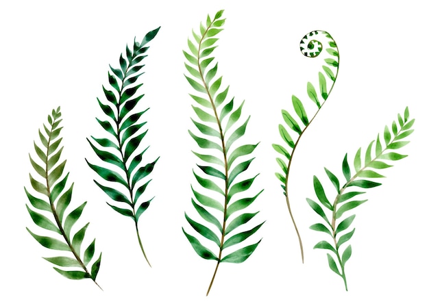 Akwarela paprocie gałęzie leśna roślina clipart
