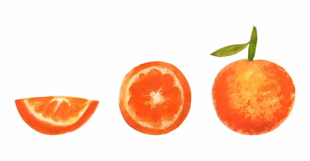 Akwarela pomarańczowy zestaw owoców Pokrojona egzotyczna ikona izolowanej cytrusów Teksturowany obraz mandarynki lub klementynki