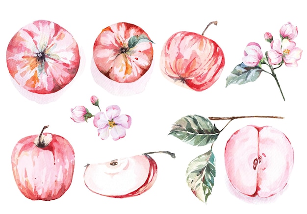 Akwarela Ręcznie Rysowane Czerwone Jabłko Z łodygami Kwiatów I Liśćminaturalne Owoce Spożywcze