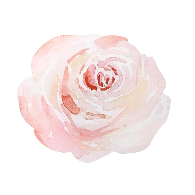 Plik wektorowy akwarela różowa delikatna róża botaniczna