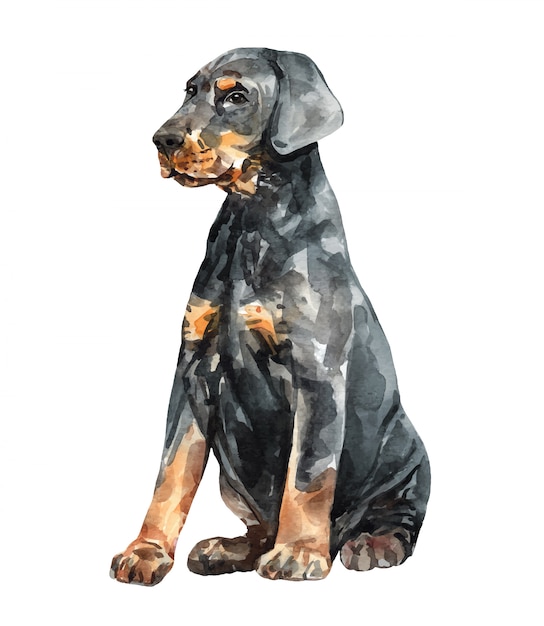 Plik wektorowy akwarela szczeniak doberman pinczer. akwarele ręcznie rysowane ilustracji.