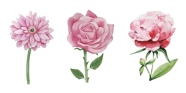 Akwarela trzy różowe kwiaty gerbera róża i piwonia