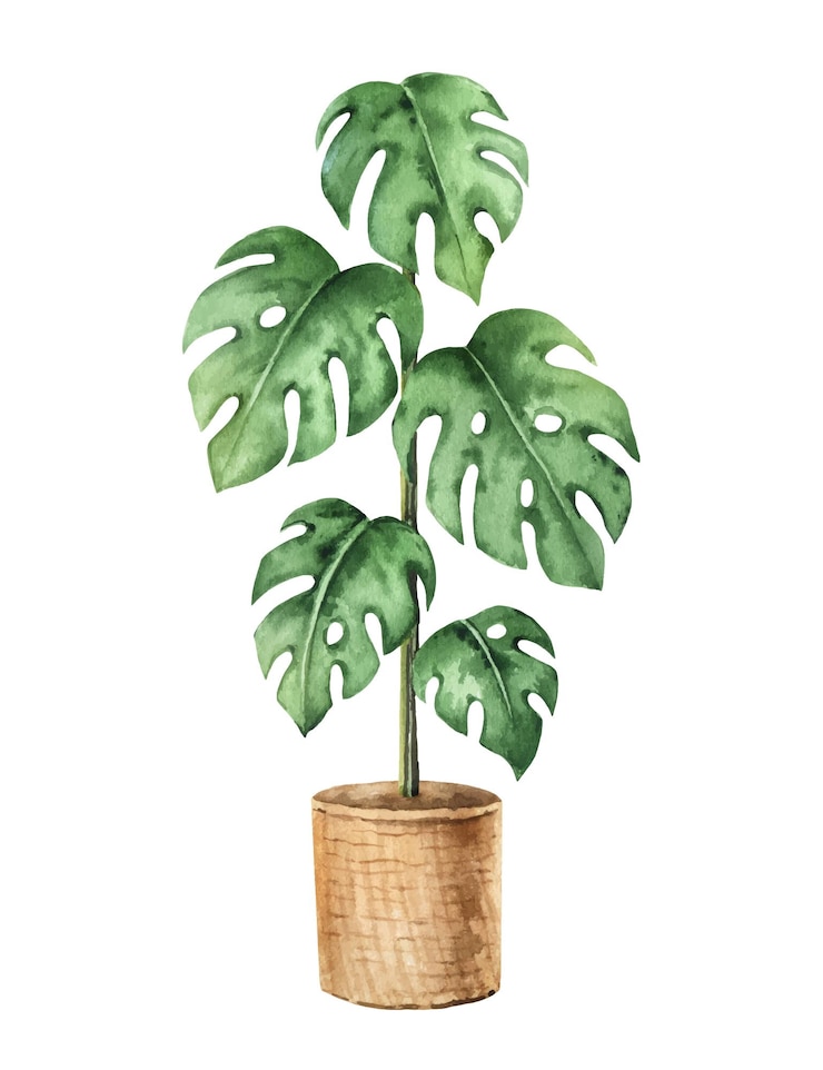 Wektor akwarela wektor clipart z monstera w doniczce ceramicznej