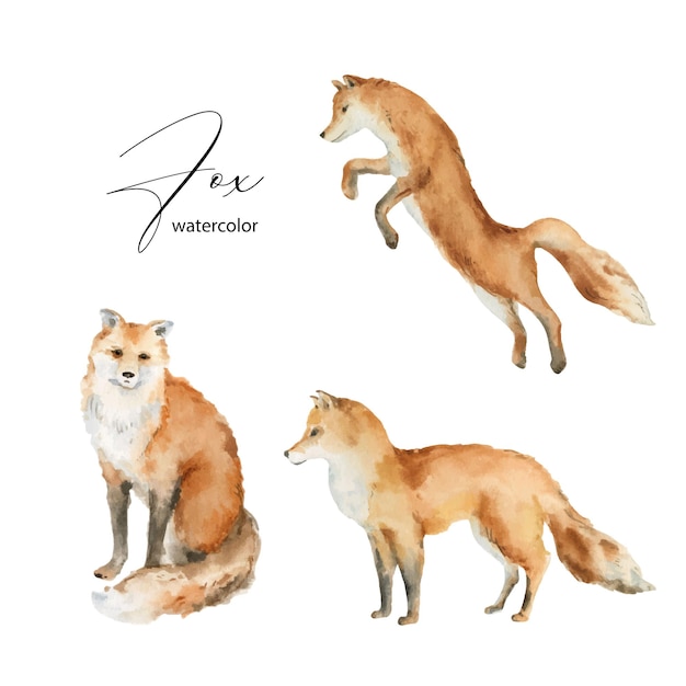 Akwarela wektor zestaw Fox na białym tle na białym tle