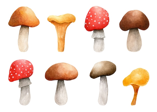 Akwarela Zestaw Grzybów Leśnych. Amanita, Borowik Brązowy, Kurki Clipart