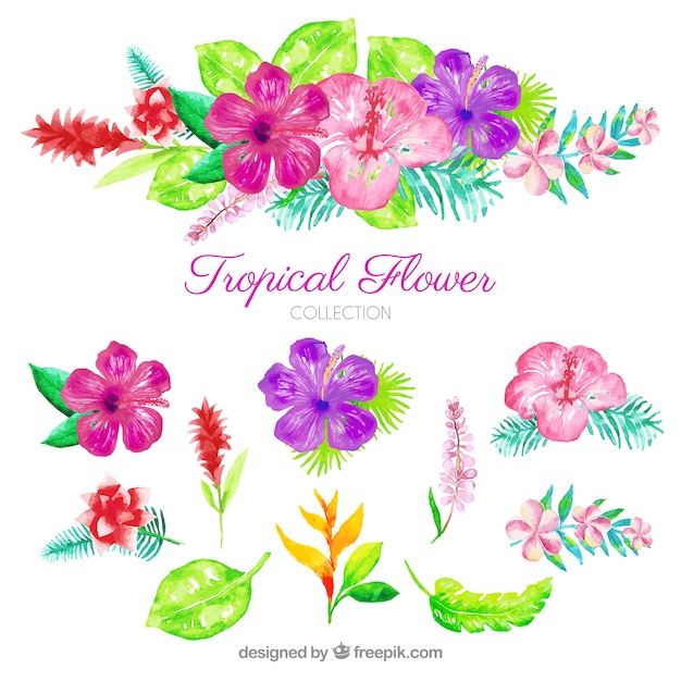 Akwarela Zestaw Kolorowych Tropikalnych Kwiatów