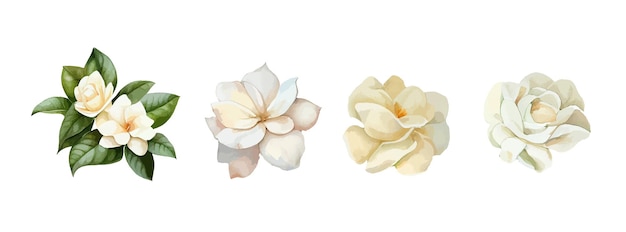 Akwarela Zestaw Kwiatów Jaśminu Realistyczne Białe Kwiaty Rysunek Dla Karty Z Pozdrowieniami Dnia Matki I Ilustracji Wektorowych Wiosny