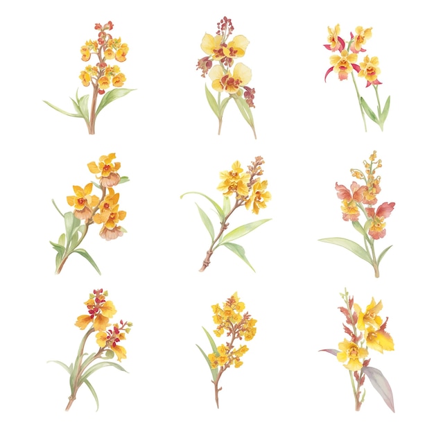 Akwarela zestaw żółtych kwiatów orchidei izolowanych na białym tle
