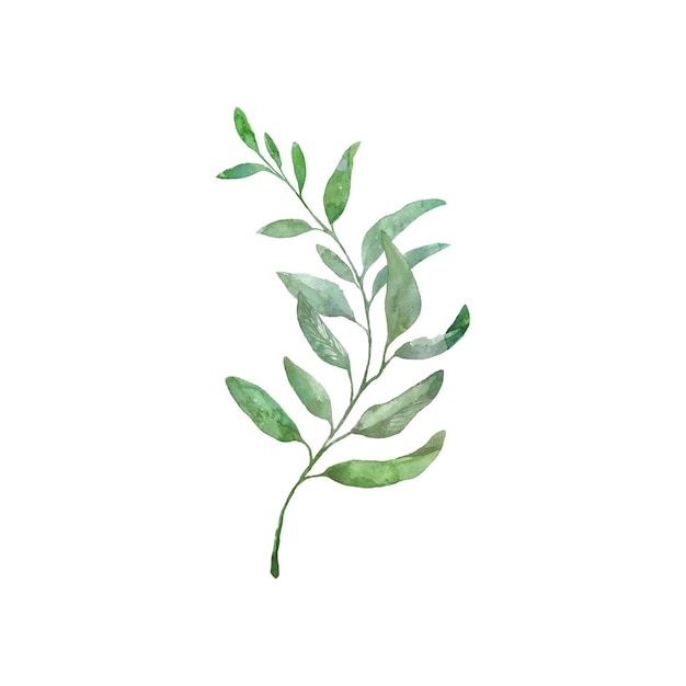 akwarela zielonych liści elementów Kolekcja wektor botaniczny na białym tle