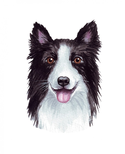 Akwareli Ilustracja śmieszny Pies. Popularna Rasa Psa. Pies. Border Collie. Ręcznie Robiony Charakter Odizolowywający Na Bielu