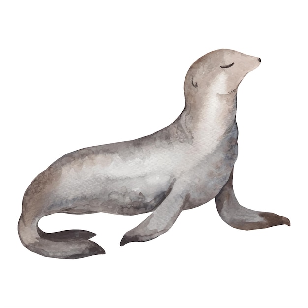 Akwarelowa Ilustracja Foki Izolowanej Na Białym Tle Ręcznie Malowane Realistyczne Zwierzę Arktyczne