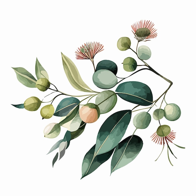 Plik wektorowy akwarelowy bukiet eukaliptów ilustracja ręcznie malowana gałęzie zielonego eukalipta izolowanego