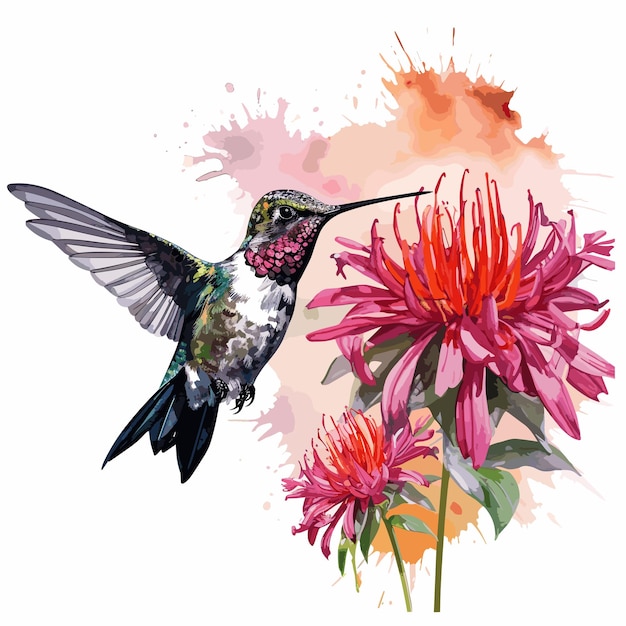 akwarelowy kolibri i kwiat