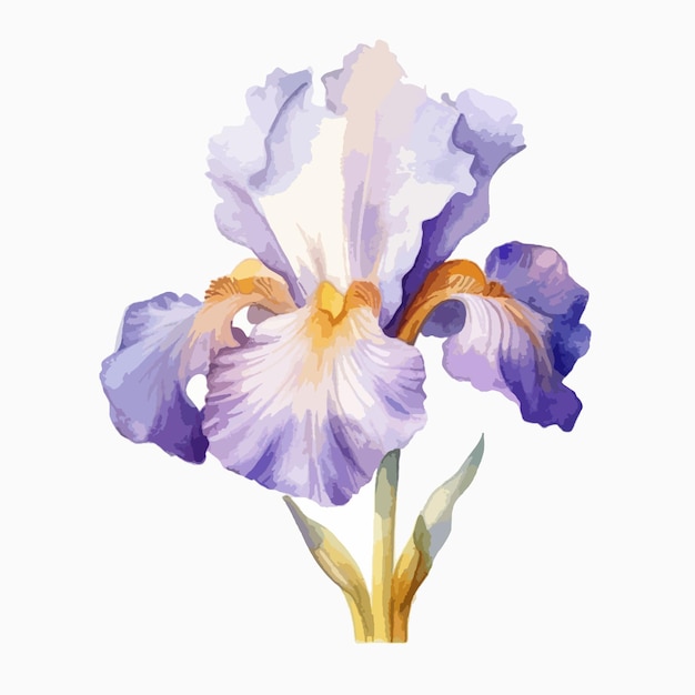 Plik wektorowy akwarelowy obraz kwiatu tęczówki w eleganckim stylu