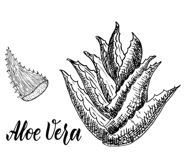 Aloe Vera Szkic Wektor Ręcznie Rysowane Botaniczny Aloe Vera Grawerowana Kolekcja