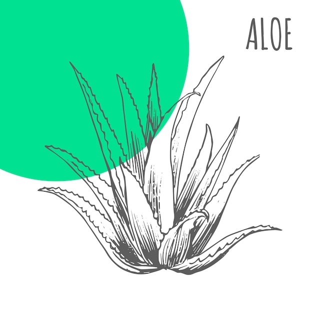 Aloe Vera wektor szkic roślina botaniczna
