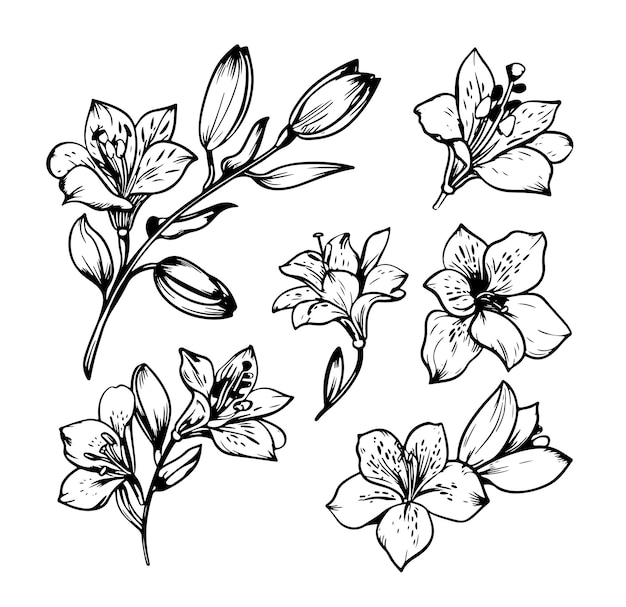 Alstroemeria ręcznie narysowany czarno-biały zestaw