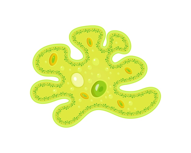 Plik wektorowy ameba z jądrem i wakuolą ilustracji wektorowych najprostszego zwierzęcia jednokomórkowego