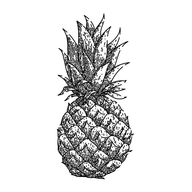 Ananas Owoce Szkic Ręcznie Rysowane Wektor