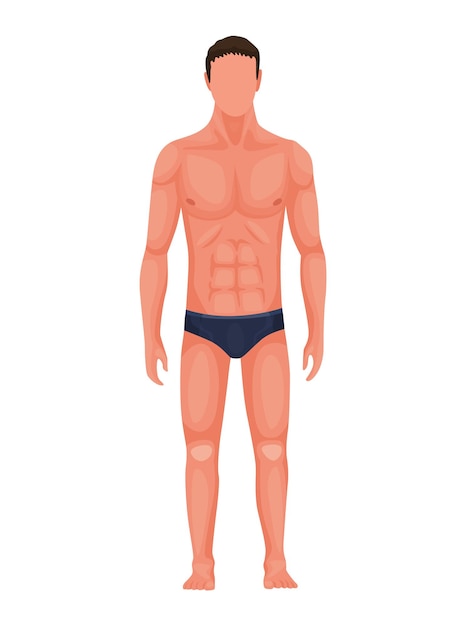 Anatomia człowieka. Pełny widok z przodu stojącego mężczyzny w bieliźnie. Ilustracja wektorowa postaci człowieka. Sportowe młode męskie ciało.